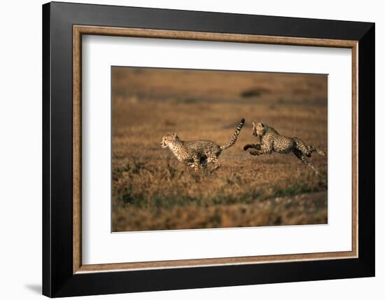 Pair of Cheetahs Running, Maasai Mara, Kenya-Adam Jones-Framed Photographic Print