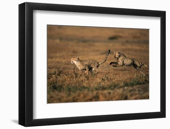 Pair of Cheetahs Running, Maasai Mara, Kenya-Adam Jones-Framed Photographic Print