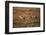 Pair of Cheetahs Running, Maasai Mara, Kenya-Adam Jones-Framed Photographic Print