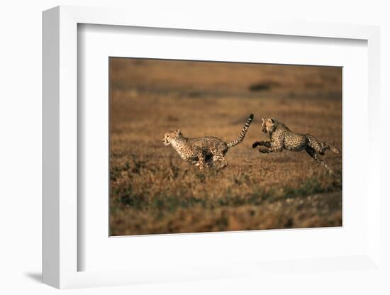 Pair of Cheetahs Running, Maasai Mara, Kenya-Adam Jones-Framed Photographic Print