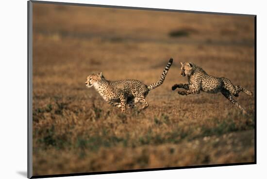 Pair of Cheetahs Running, Maasai Mara, Kenya-Adam Jones-Mounted Photographic Print