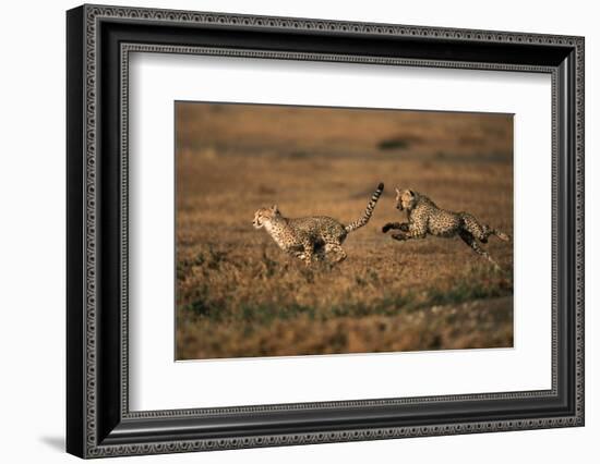 Pair of Cheetahs Running, Maasai Mara, Kenya-Adam Jones-Framed Photographic Print