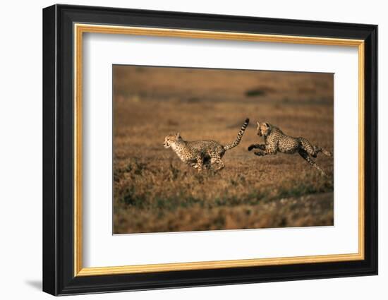 Pair of Cheetahs Running, Maasai Mara, Kenya-Adam Jones-Framed Photographic Print