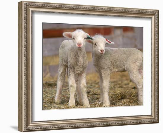 Pair of Commercial Targhee Lambs-Chuck Haney-Framed Photographic Print