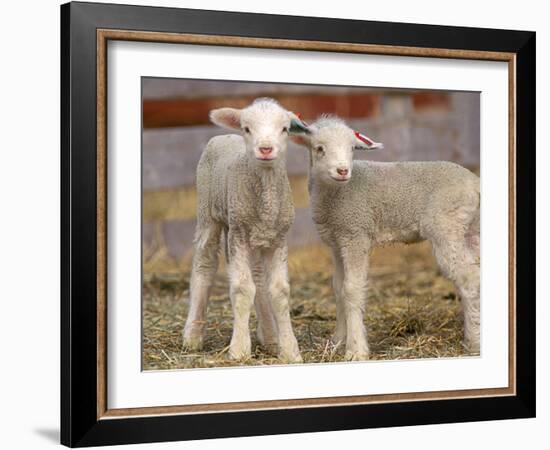 Pair of Commercial Targhee Lambs-Chuck Haney-Framed Photographic Print