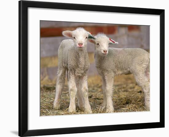 Pair of Commercial Targhee Lambs-Chuck Haney-Framed Photographic Print