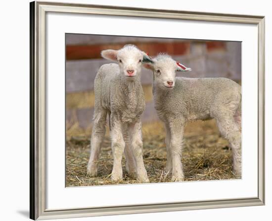 Pair of Commercial Targhee Lambs-Chuck Haney-Framed Photographic Print