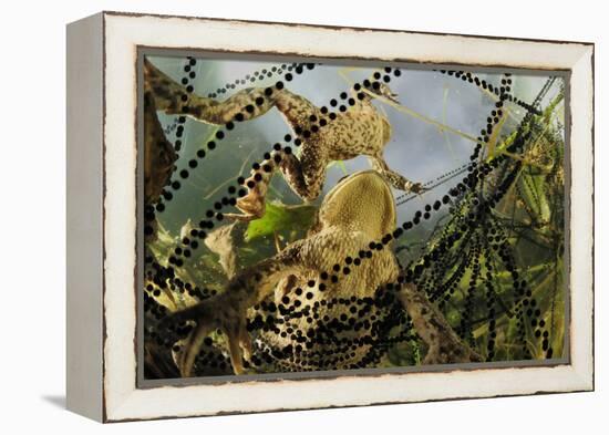 Pair of Common European Toads (Bufo Bufo) with Strings of Toadspawn, in Pond, Germany-Solvin Zankl-Framed Premier Image Canvas