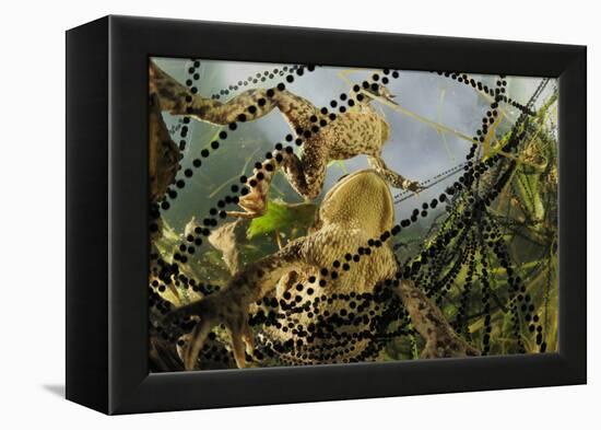 Pair of Common European Toads (Bufo Bufo) with Strings of Toadspawn, in Pond, Germany-Solvin Zankl-Framed Premier Image Canvas