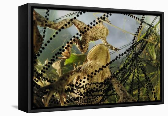 Pair of Common European Toads (Bufo Bufo) with Strings of Toadspawn, in Pond, Germany-Solvin Zankl-Framed Premier Image Canvas