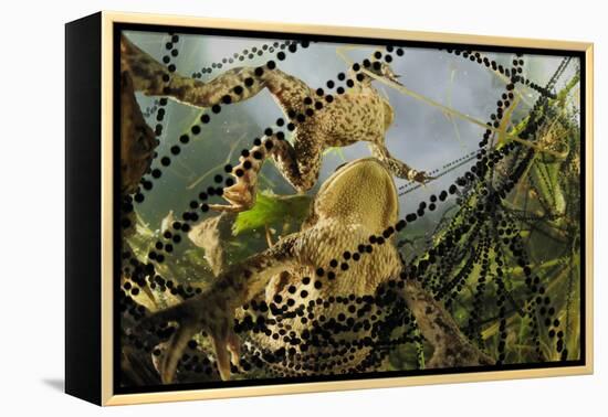 Pair of Common European Toads (Bufo Bufo) with Strings of Toadspawn, in Pond, Germany-Solvin Zankl-Framed Premier Image Canvas