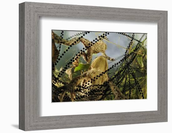 Pair of Common European Toads (Bufo Bufo) with Strings of Toadspawn, in Pond, Germany-Solvin Zankl-Framed Photographic Print