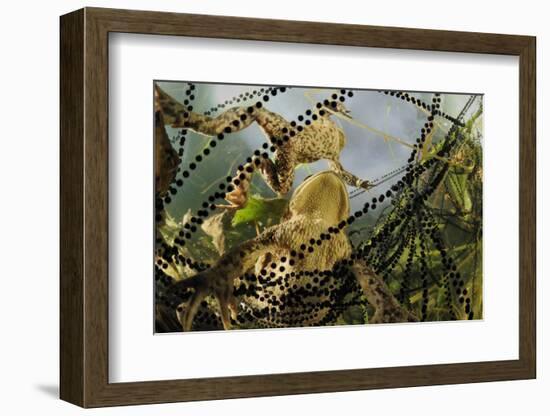 Pair of Common European Toads (Bufo Bufo) with Strings of Toadspawn, in Pond, Germany-Solvin Zankl-Framed Photographic Print