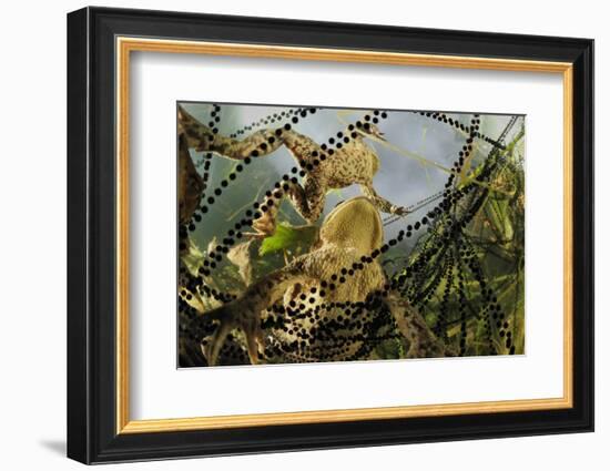 Pair of Common European Toads (Bufo Bufo) with Strings of Toadspawn, in Pond, Germany-Solvin Zankl-Framed Photographic Print