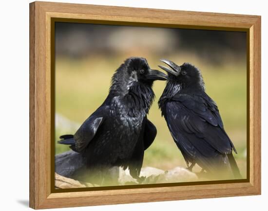 Pair of Common Ravens, Corvus corax, Yellowstone, Montana-Maresa Pryor-Framed Premier Image Canvas