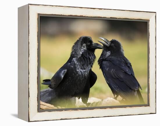 Pair of Common Ravens, Corvus corax, Yellowstone, Montana-Maresa Pryor-Framed Premier Image Canvas