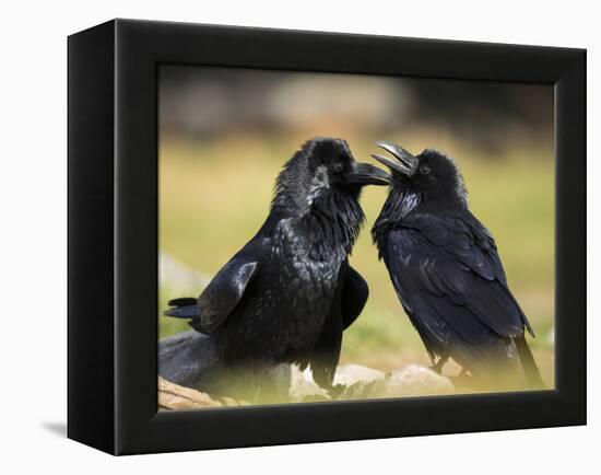 Pair of Common Ravens, Corvus corax, Yellowstone, Montana-Maresa Pryor-Framed Premier Image Canvas