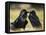 Pair of Common Ravens, Corvus corax, Yellowstone, Montana-Maresa Pryor-Framed Premier Image Canvas