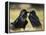 Pair of Common Ravens, Corvus corax, Yellowstone, Montana-Maresa Pryor-Framed Premier Image Canvas