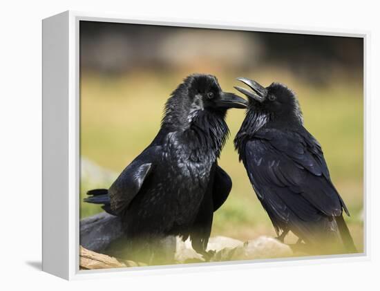 Pair of Common Ravens, Corvus corax, Yellowstone, Montana-Maresa Pryor-Framed Premier Image Canvas