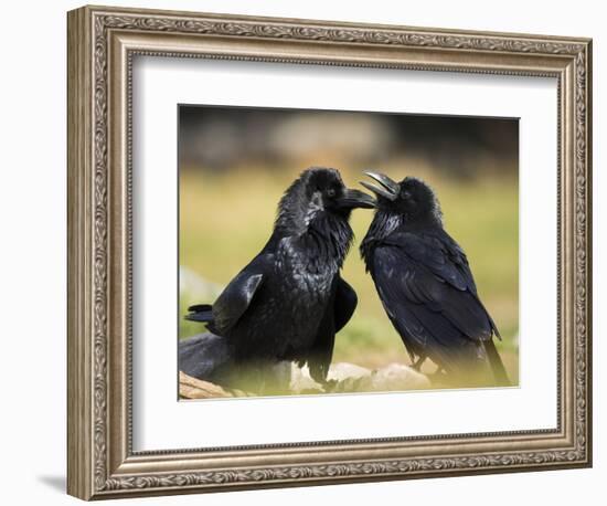 Pair of Common Ravens, Corvus corax, Yellowstone, Montana-Maresa Pryor-Framed Photographic Print