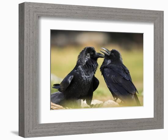 Pair of Common Ravens, Corvus corax, Yellowstone, Montana-Maresa Pryor-Framed Photographic Print