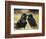 Pair of Common Ravens, Corvus corax, Yellowstone, Montana-Maresa Pryor-Framed Photographic Print