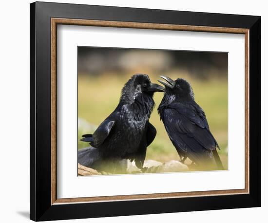 Pair of Common Ravens, Corvus corax, Yellowstone, Montana-Maresa Pryor-Framed Photographic Print
