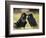 Pair of Common Ravens, Corvus corax, Yellowstone, Montana-Maresa Pryor-Framed Photographic Print