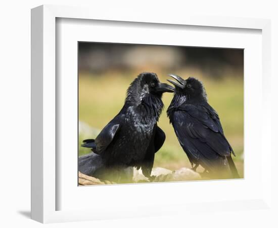 Pair of Common Ravens, Corvus corax, Yellowstone, Montana-Maresa Pryor-Framed Photographic Print