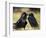 Pair of Common Ravens, Corvus corax, Yellowstone, Montana-Maresa Pryor-Framed Photographic Print