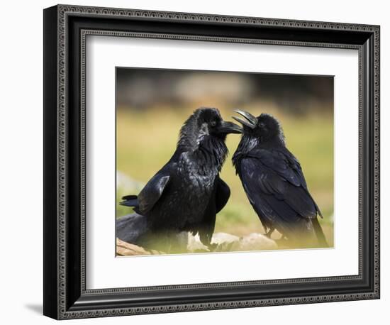 Pair of Common Ravens, Corvus corax, Yellowstone, Montana-Maresa Pryor-Framed Photographic Print