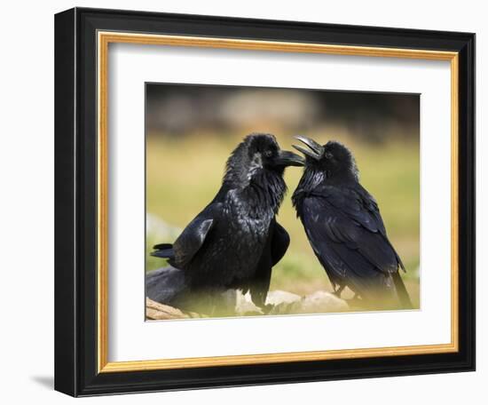 Pair of Common Ravens, Corvus corax, Yellowstone, Montana-Maresa Pryor-Framed Photographic Print