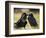 Pair of Common Ravens, Corvus corax, Yellowstone, Montana-Maresa Pryor-Framed Photographic Print