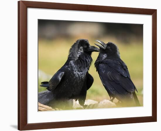 Pair of Common Ravens, Corvus corax, Yellowstone, Montana-Maresa Pryor-Framed Photographic Print