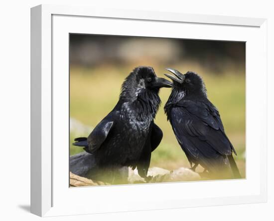 Pair of Common Ravens, Corvus corax, Yellowstone, Montana-Maresa Pryor-Framed Photographic Print