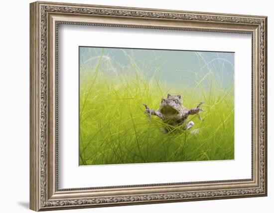 Pair Of Common Toads (Bufo Bufo) In Amplexus Underwater, Belgium, March-Bert Willaert-Framed Photographic Print