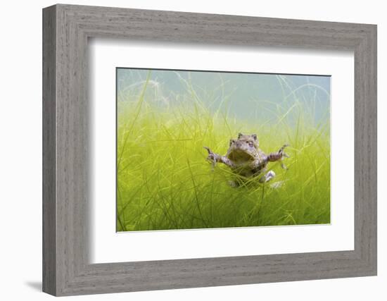 Pair Of Common Toads (Bufo Bufo) In Amplexus Underwater, Belgium, March-Bert Willaert-Framed Photographic Print