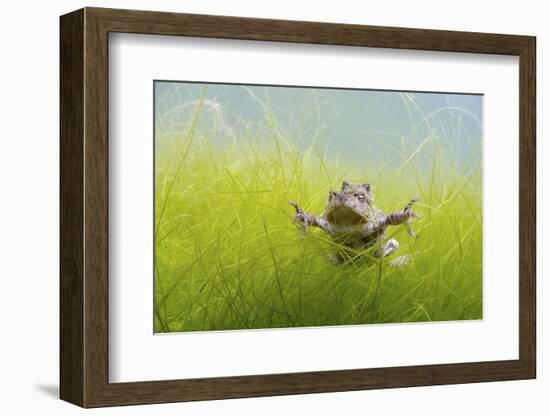 Pair Of Common Toads (Bufo Bufo) In Amplexus Underwater, Belgium, March-Bert Willaert-Framed Photographic Print