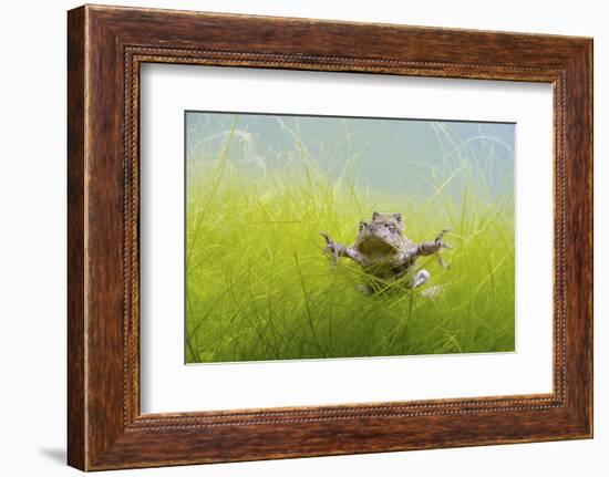 Pair Of Common Toads (Bufo Bufo) In Amplexus Underwater, Belgium, March-Bert Willaert-Framed Photographic Print