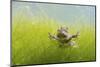 Pair Of Common Toads (Bufo Bufo) In Amplexus Underwater, Belgium, March-Bert Willaert-Mounted Photographic Print