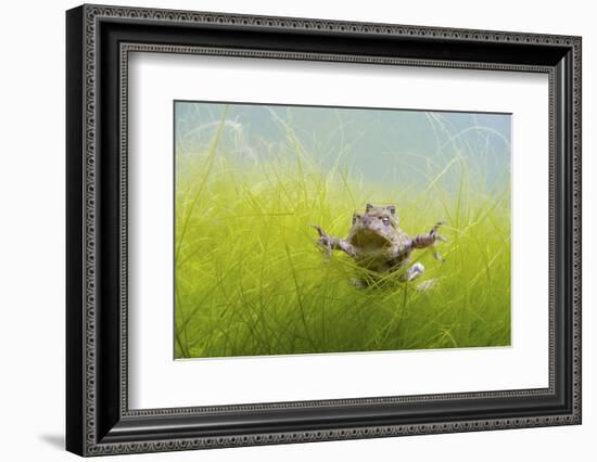 Pair Of Common Toads (Bufo Bufo) In Amplexus Underwater, Belgium, March-Bert Willaert-Framed Photographic Print