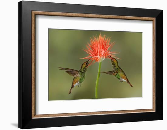 Pair of Coppery Headed Emerald hummingbirds feeding on flower, Costa Rica-Adam Jones-Framed Photographic Print