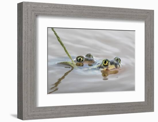 Pair of Couch's spadefoot toads mating in water, Texas-Karine Aigner-Framed Photographic Print