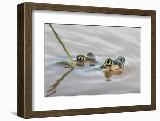 Pair of Couch's spadefoot toads mating in water, Texas-Karine Aigner-Framed Photographic Print