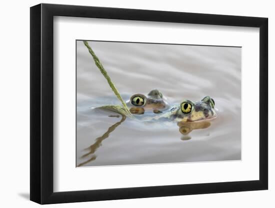 Pair of Couch's spadefoot toads mating in water, Texas-Karine Aigner-Framed Photographic Print