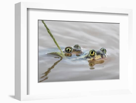 Pair of Couch's spadefoot toads mating in water, Texas-Karine Aigner-Framed Photographic Print