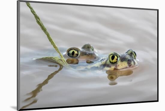Pair of Couch's spadefoot toads mating in water, Texas-Karine Aigner-Mounted Photographic Print