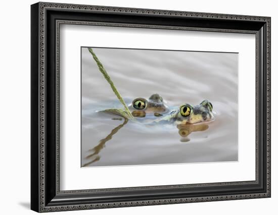 Pair of Couch's spadefoot toads mating in water, Texas-Karine Aigner-Framed Photographic Print