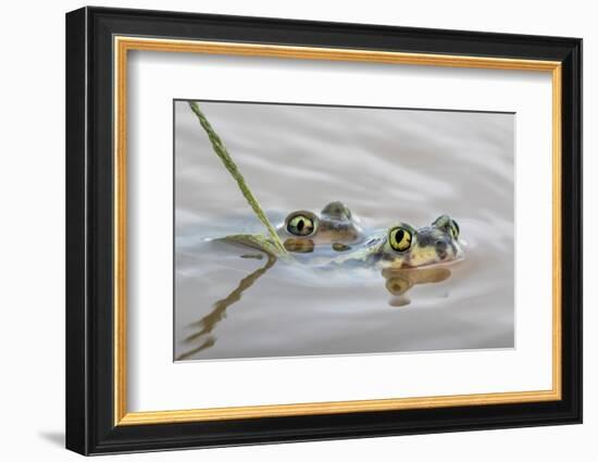 Pair of Couch's spadefoot toads mating in water, Texas-Karine Aigner-Framed Photographic Print